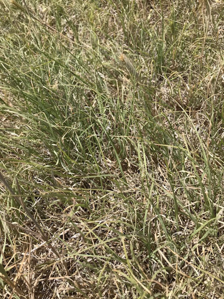 Forage production 5